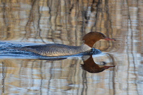 Goosander (Mergus merganser) female on water, Norfolk, England, UK. January. 