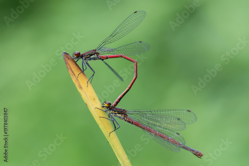 Large red damselflies (Pyrrhosoma nymphula) pair mating, Brasschaat, Belgium. May. 