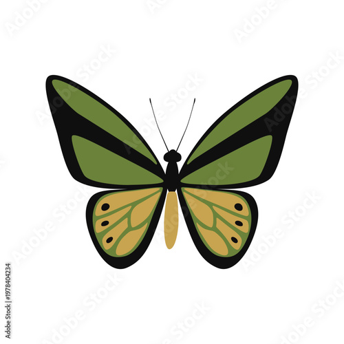 Goliath Birdwing butterfly - Ornithoptera goliath lat. 