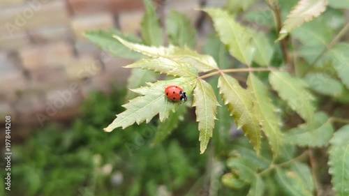 Vibrant Red Ladybug on Fresh Green Leaf video 4k