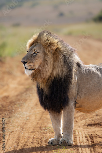 Canvastavla Majestic Male Lion with Dark Mane Standing on Savanna at Welgevonden Game Reserv