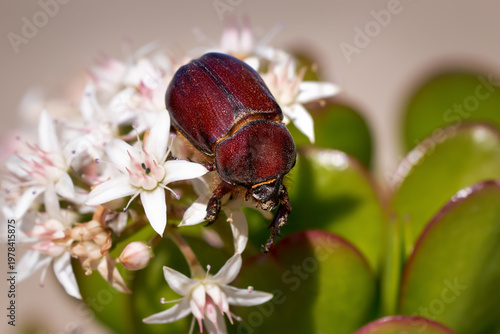 Nashornkäfer (Oryctes nasicornis) Männchen auf blühendem Geldbaum (Crassula ovata) - Tetir, Fuerteventura