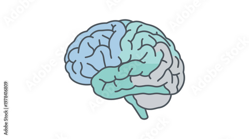 Brain Illustration: A meticulously crafted illustration of the human brain, offering a simplified yet informative glimpse into the powerhouse of human thought, knowledge, and awareness.