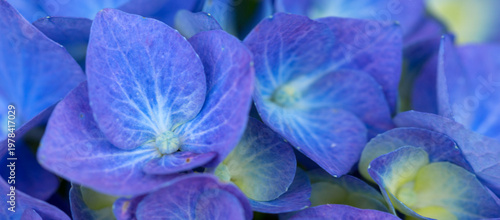 Blue hydrangeas in natural sunlight,close up.
