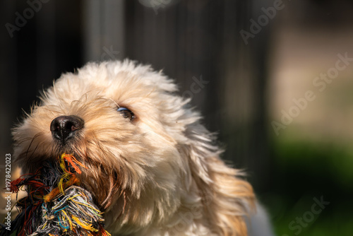 Maltipoo Puppy Looking Up with Toy in Mouth