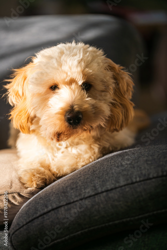 Portrait of a Maltipoo Puppy Resting on a Blue Sofa Cushion