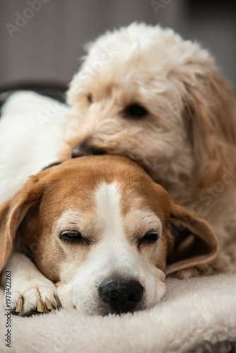 Maltipoo Puppy Resting its Head on a Sleeping Beagle Dog