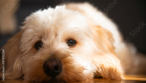Extreme Close Up of a Maltipoo Puppy Face Resting on the Floor