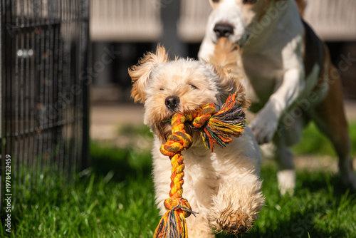 Excited Maltipoo Puppy Carrying Rope Toy While Being Chased by Beagle