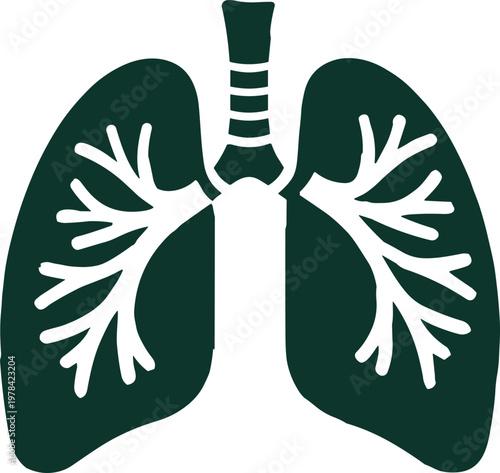 Human lungs illustration, respiratory system diagram, trachea and bronchi anatomy, medical education graphic, healthcare design, biology teaching aid, science artwork