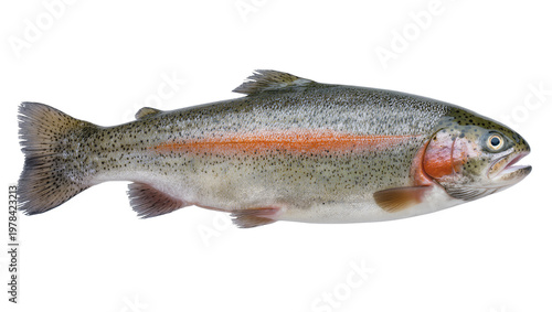 Foto Whole rainbow trout fish with orange stripe, isolated on transparent background