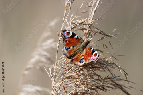 Peacock butterfly (Aglais io) resting on dry wild grass with soft background and copy space