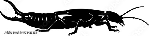 Black silhouette of an earwig insect on , side profile, shadow outline isolated on white background
