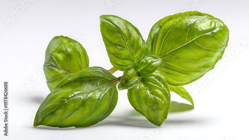 Freshly Picked Aromatic Green Basil Leaves Displayed on a Clean White Surface for Culinary Use