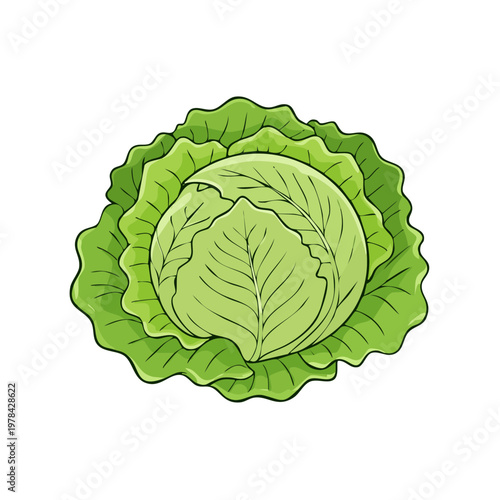 Vibrant green cabbage with crisp leaves, a healthy vegetable illustration