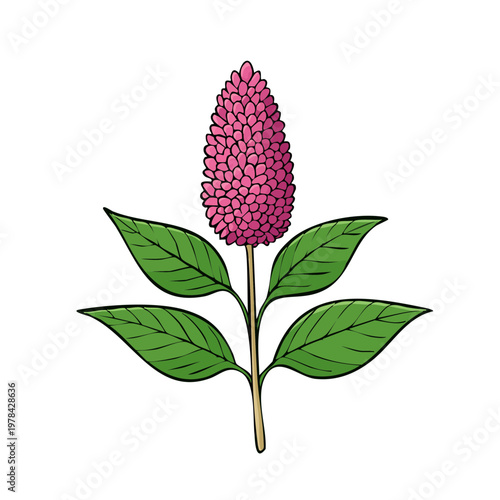Illustration of a Pink Flower Spike with Green Leaves