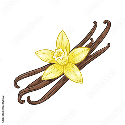 Orchid Flower with Dark Vanilla Bean Pods Flavor Ingredient Illustration