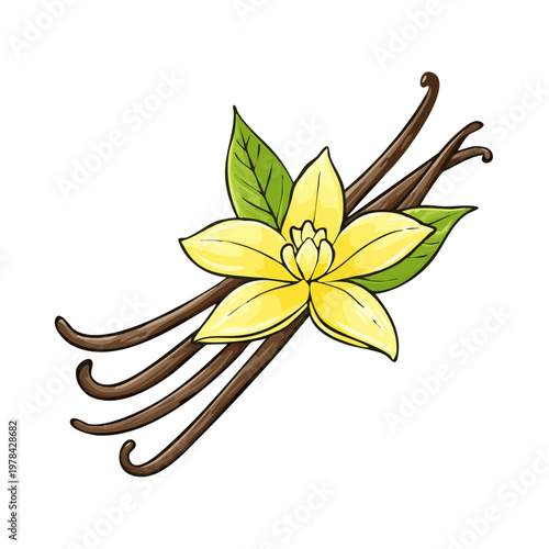 Fragrant yellow vanilla orchid with dark brown pods and green leaves illustration
