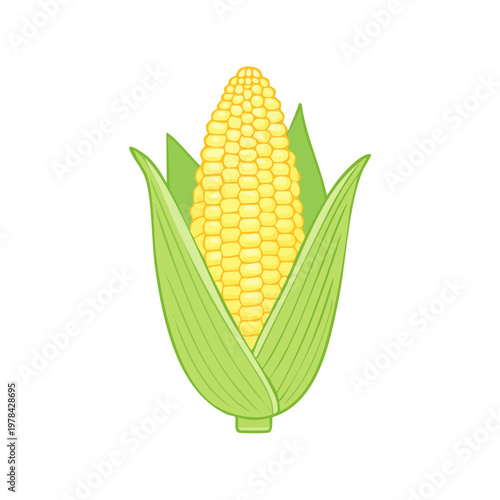 Fresh ear of corn with bright yellow kernels and green husks isolated on a white background