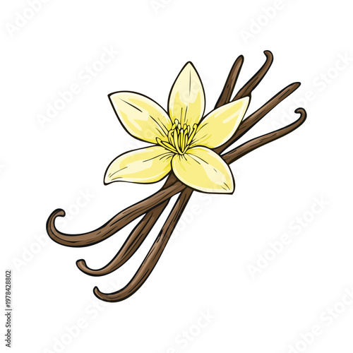 Single Orchid Flower with Vanilla Pods Natural Ingredient Illustration