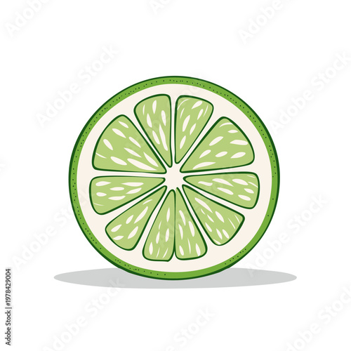 Fresh green lime slice illustration with pulp and white background