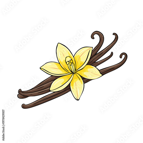 Delicate yellow vanilla orchid bloom alongside curved brown dried vanilla bean pods illustration