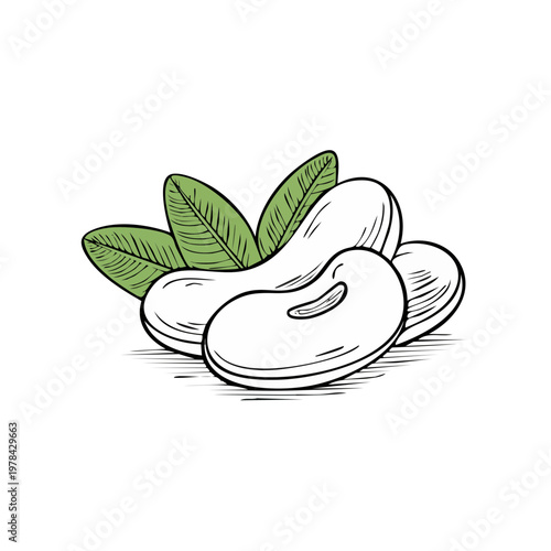 Hand drawn sketch of white beans and green leaves on a white background