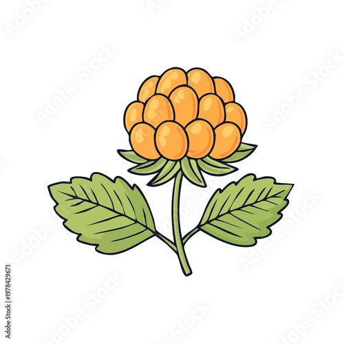 Illustration of a ripe cloudberry plant with juicy orange berries and green leaves
