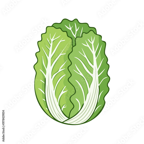Fresh Green Napa Cabbage Vegetable Illustration With Detailed Leaves
