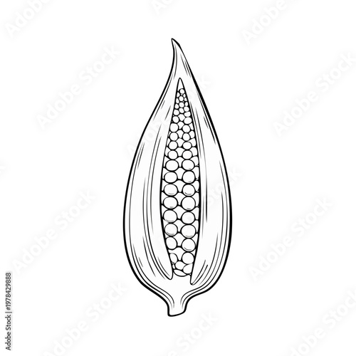 Line art drawing of a half-opened ear of corn with kernels visible