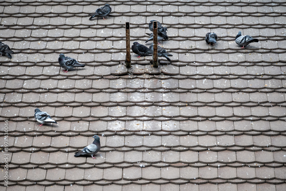 Obraz premium Pigeons on tiled rooftop pattern