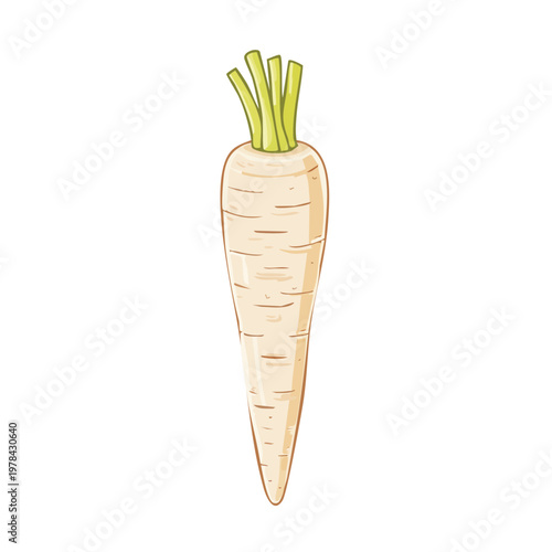 A single pale parsnip with green leafy tops isolated on a white background illustration