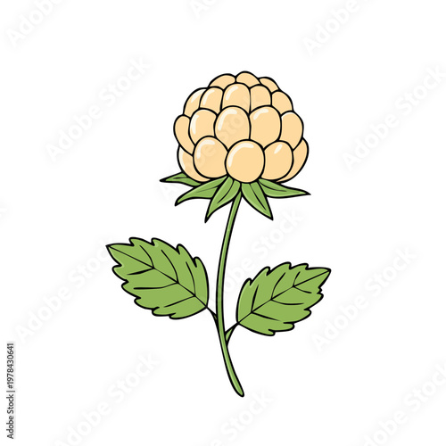 Illustration of a single pale yellow cloudberry fruit with green leaves on a stem