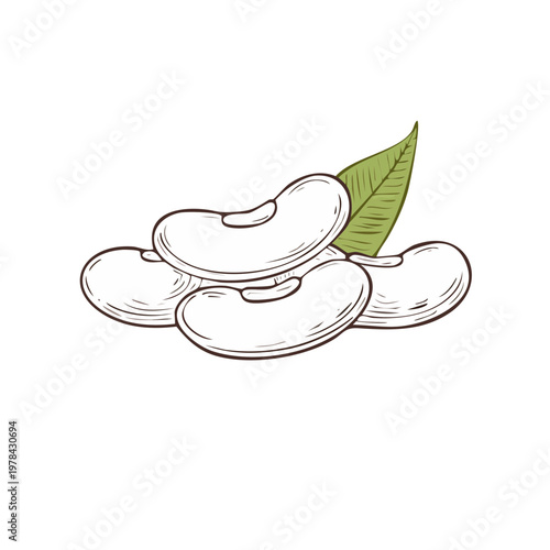 Hand drawn white kidney beans with a green leaf detailed illustration