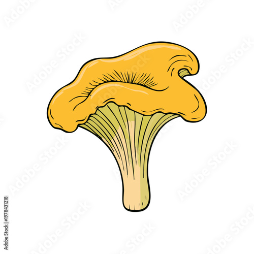 Hand-drawn illustration of a golden chanterelle mushroom with a curved cap and frilled gills on a white background.