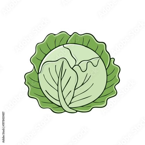 Fresh green cabbage illustration with crisp leafy layers and healthy vegetable nutrition concept