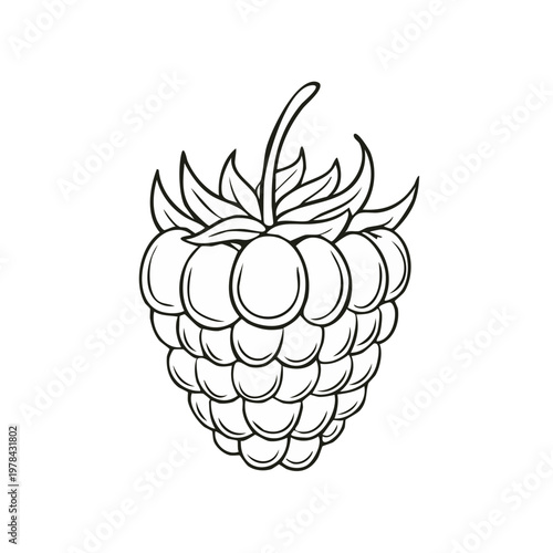 Hand drawn line art illustration of a single fresh raspberry with leaves and stem isolated on white