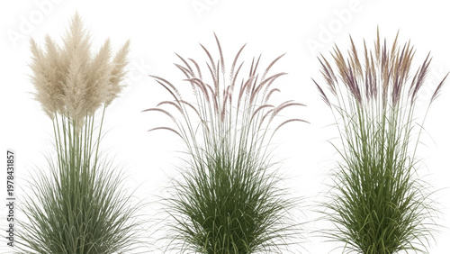 Three ornamental grasses isolated on transparent background