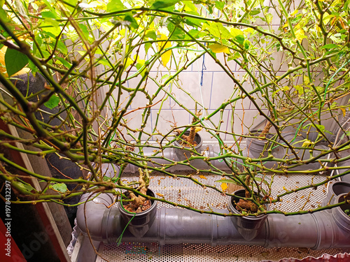 Pipe with green plants growing under bright light. Hydroponics at home. Growing plants in an apartment