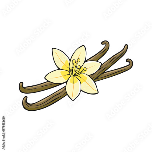 Elegant vanilla bean and blossom illustration aromatic spice ingredient for baking and desserts