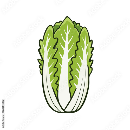 Fresh Green Napa Cabbage Vegetable Illustration Isolated on White Background