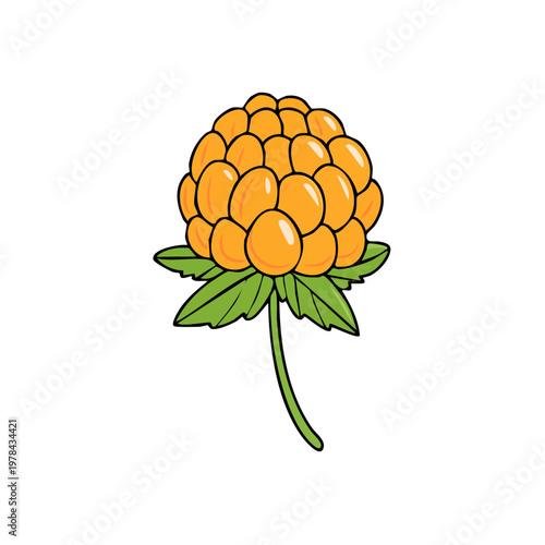 Bright Orange Cloudberry Illustration With Green Leaves Isolated On White