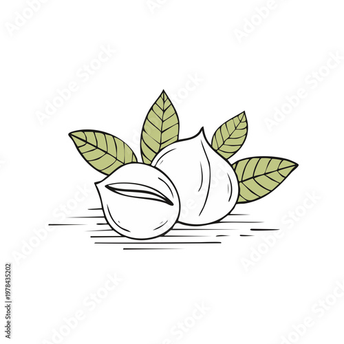 Hand drawn illustration of hazelnuts with green leaves and simple line art details