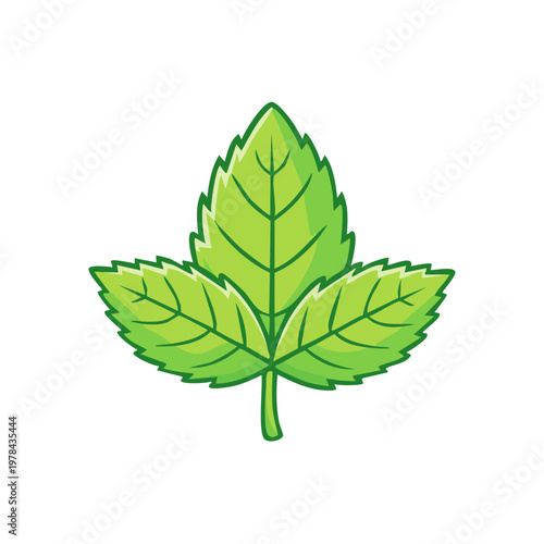 Fresh Green Mint Leaf Illustration with Serrated Edges and Veins