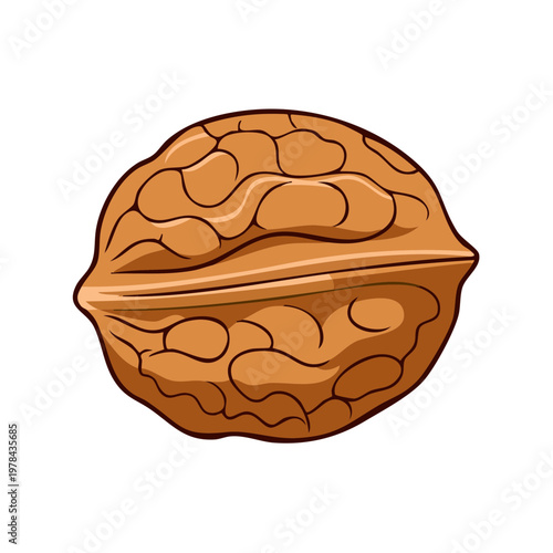 Illustration of a whole brown walnut with detailed texture and distinct ridges against a white background