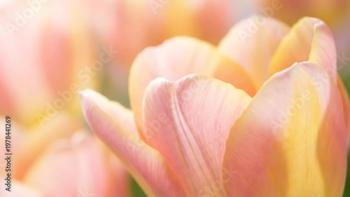 Close up of a blooming yellow and pink tulip petal in the garden. Springtime flower macro shot showing plant petal texture