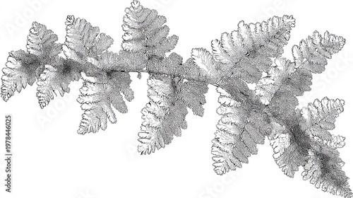 Detailed line drawing depicts a complex, segmented botanical frond against a white background.