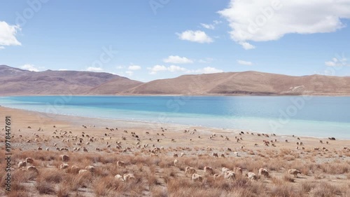Group of Tibetan sheep on the beach of Yamdrok Yumtso lake, peaceful landscape of mountains and lake with white clouds on blue sky, 4k slow motion footage Tibet travel.
