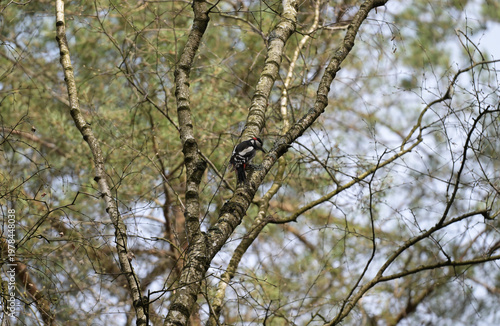 Dzięcioł duży (Dendrocopos major) siedzący na gałęzi, pniu drzewa, w lesie
