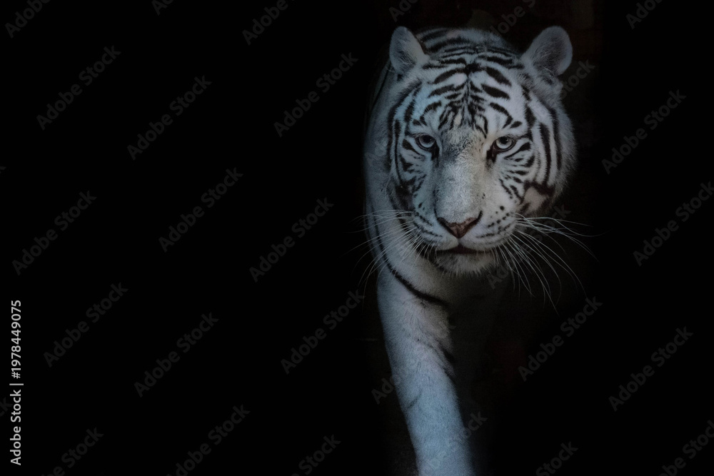 Obraz premium Tigre blanc sur fond noir